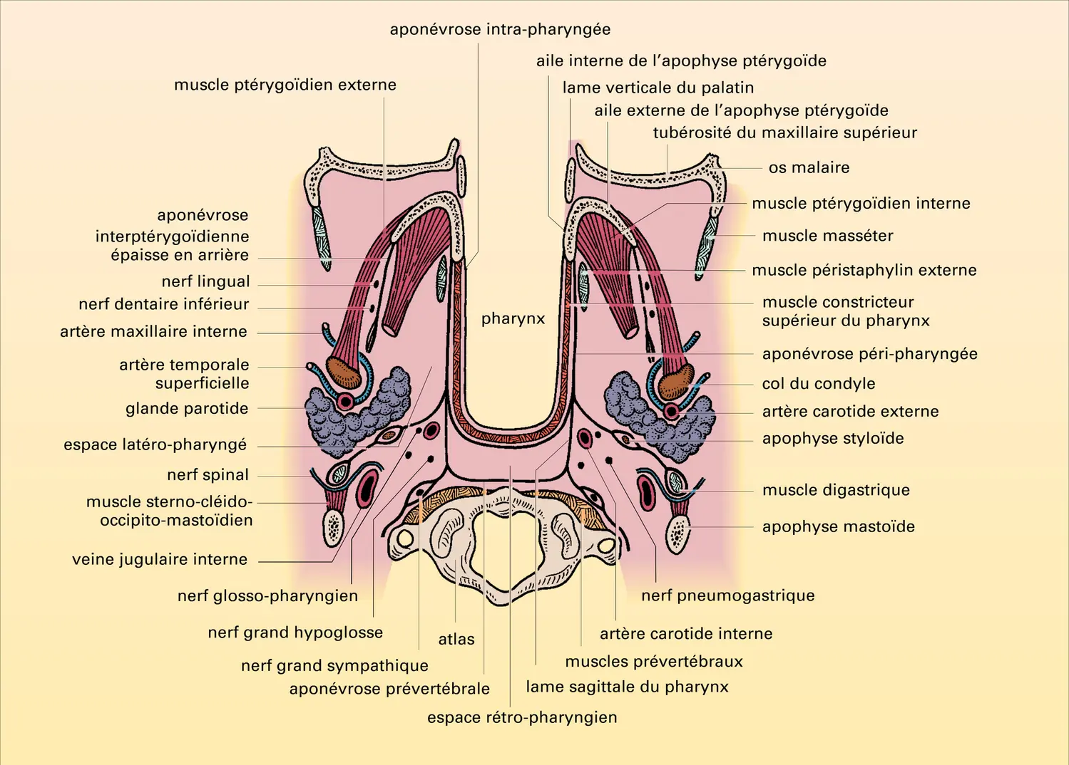 Espaces péri-pharyngés - vue 1