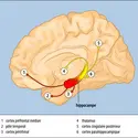 L’hippocampe et ses principales connexions - crédits : Encyclopædia Universalis France