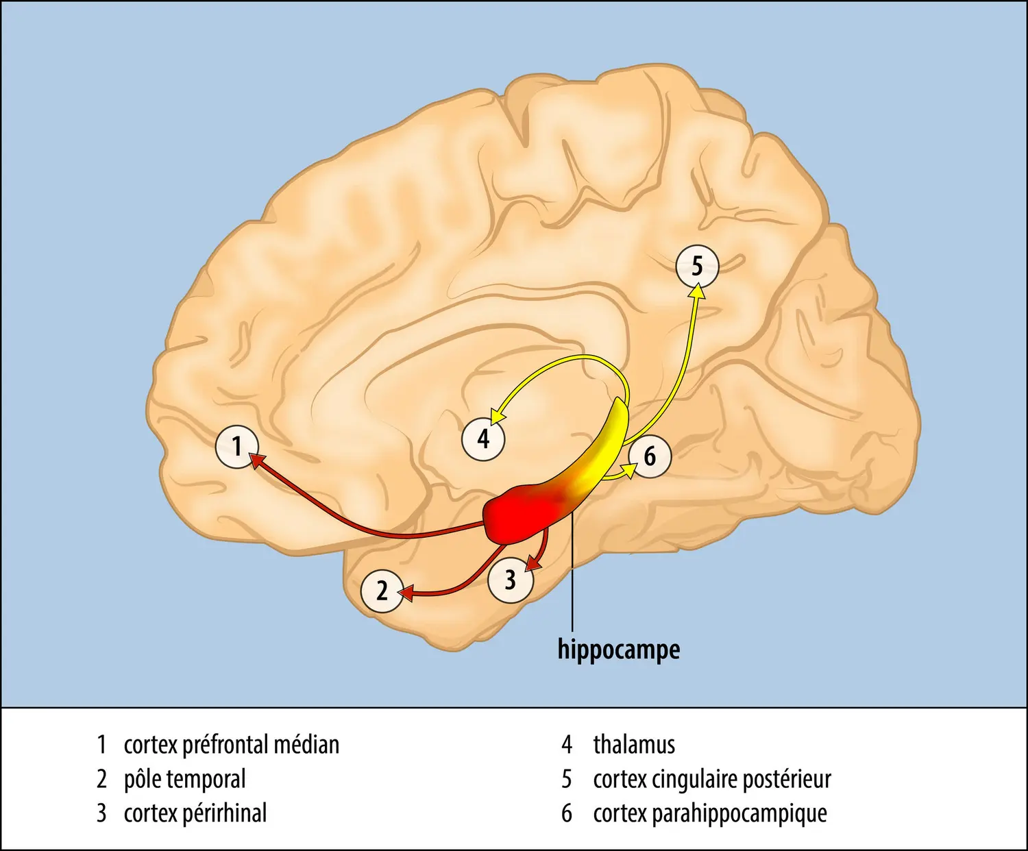 L’hippocampe et ses principales connexions