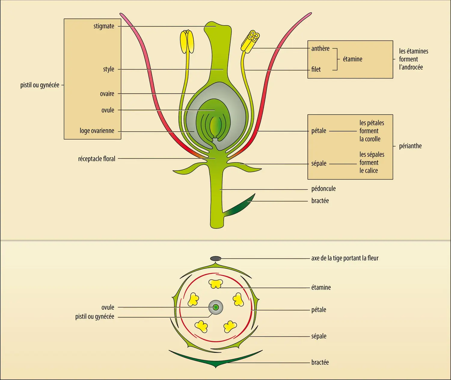 Angiospermes : coupe longitudinale d’une fleur et diagramme floral