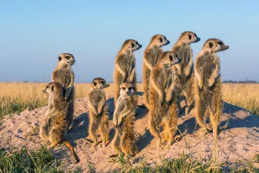 Suricates - crédits : Martin Harvey/ The Image Bank/ Getty Images