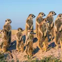 Suricates - crédits : Martin Harvey/ The Image Bank/ Getty Images