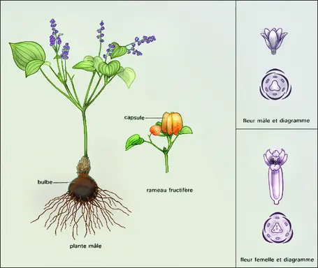 Dioscorea Pyrenaica