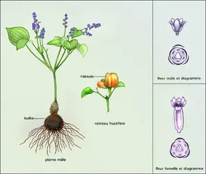 Dioscorea Pyrenaica - crédits : Encyclopædia Universalis France