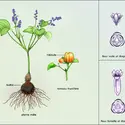 Dioscorea Pyrenaica - crédits : Encyclopædia Universalis France