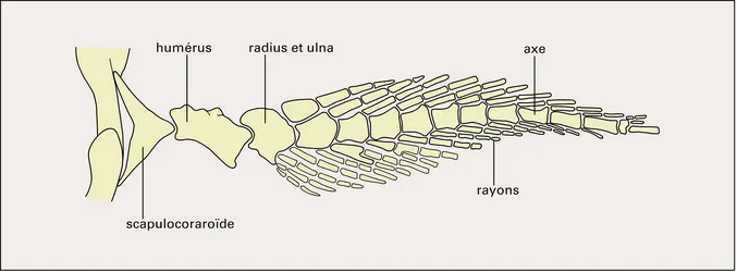 Neoceratodus (nageoire pectorale) - crédits : Encyclopædia Universalis France