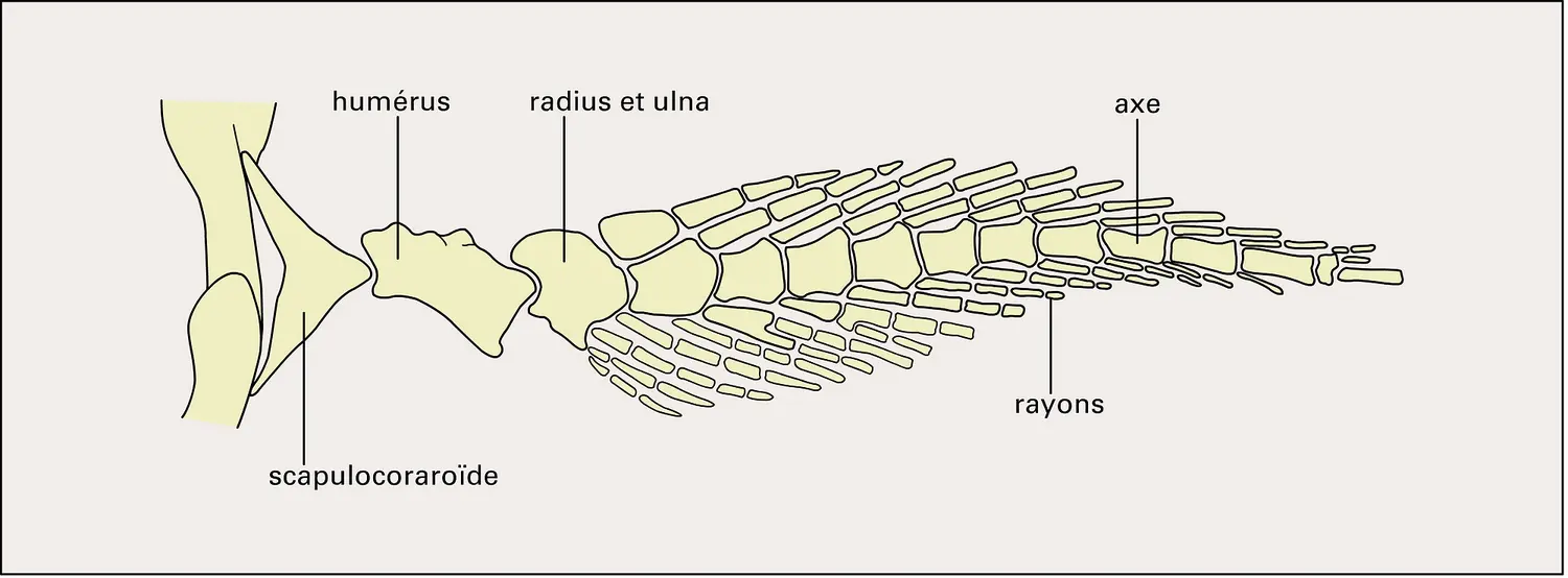 Neoceratodus (nageoire pectorale)