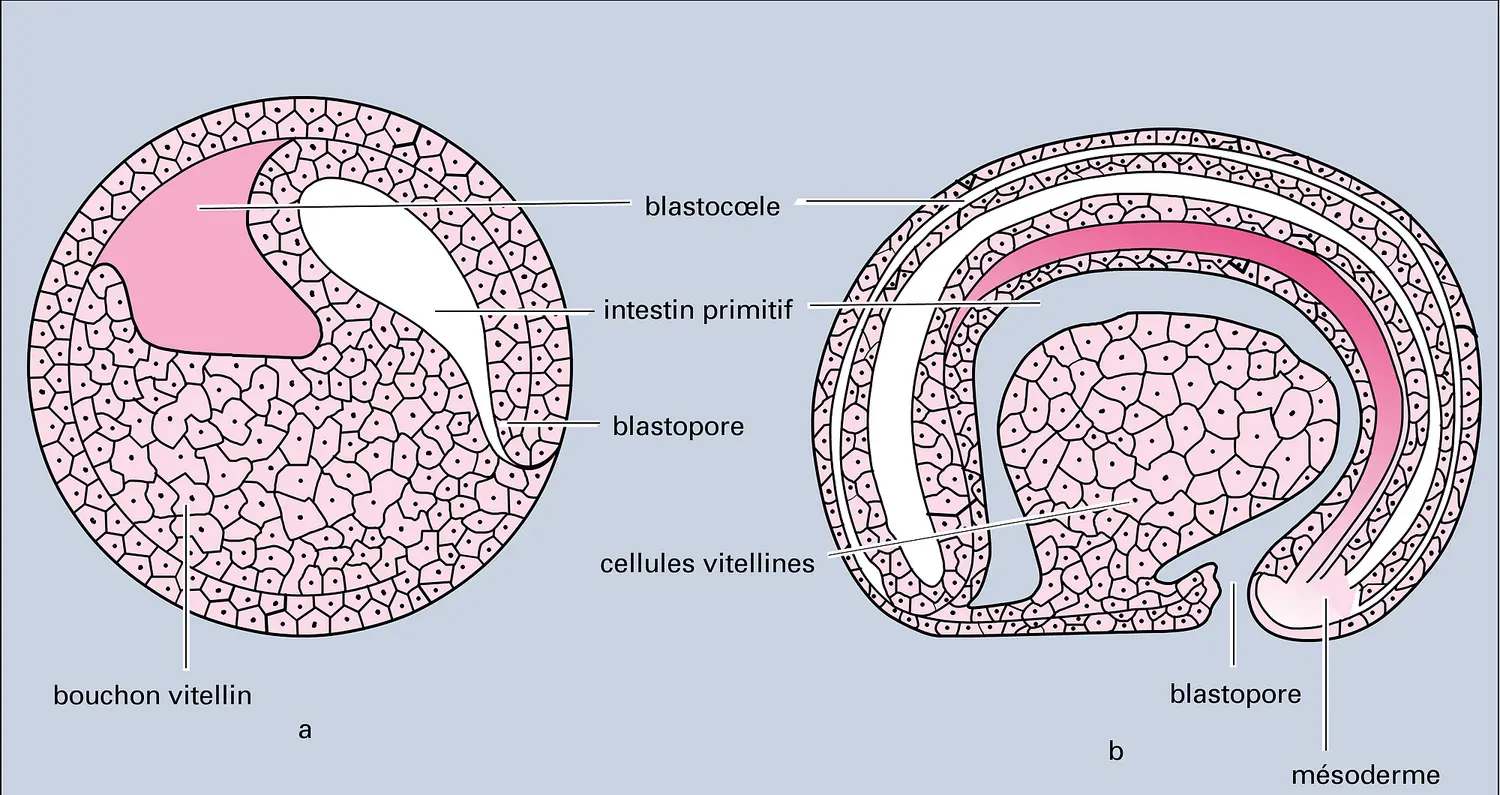 Gastrulation chez un embryon d'amphibien