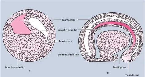 Gastrulation chez un embryon d'amphibien - crédits : Encyclopædia Universalis France