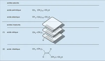 Acides gras : formules - crédits : Encyclopædia Universalis France