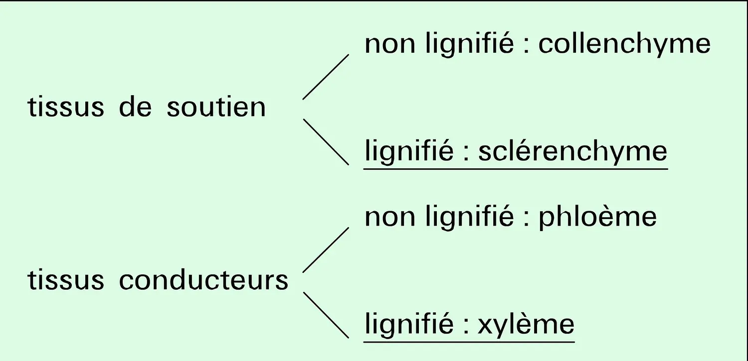 Repérage par vert d'iode des tissus lignifiés