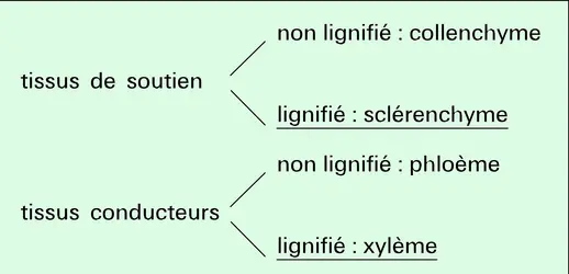 Repérage par vert d'iode des tissus lignifiés - crédits : Encyclopædia Universalis France