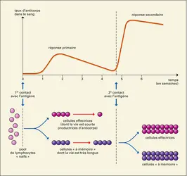 Couple réaction immunitaire-vaccination - crédits : Encyclopædia Universalis France