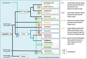 Origine des plastes des algues - crédits : Encyclopædia Universalis France