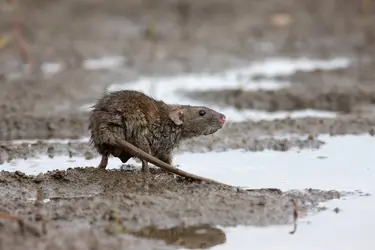 Le rat, vecteur de la peste - crédits : Erni/ Shutterstock