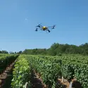 Drone et viticulture - crédits : E. Zunino/ Novadem