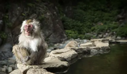 Macaque japonais, parc aux singes de Jigokudani, Nagano, Japon - crédits : 2630ben/ Shutterstock