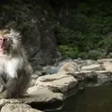 Macaque japonais, parc aux singes de Jigokudani, Nagano, Japon - crédits : 2630ben/ Shutterstock