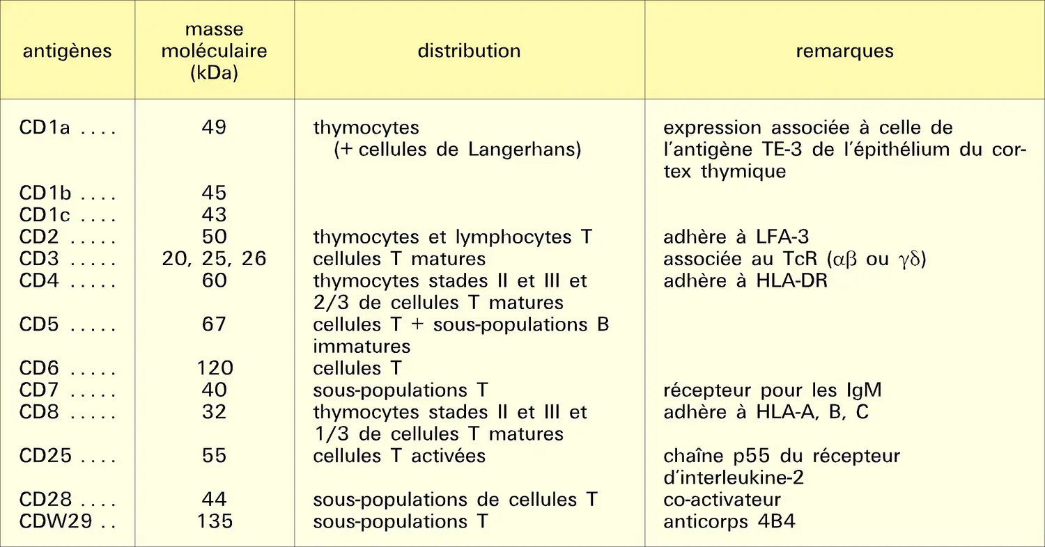 Cellules T : antigènes de différenciation