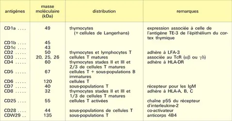 Cellules T : antigènes de différenciation - crédits : Encyclopædia Universalis France