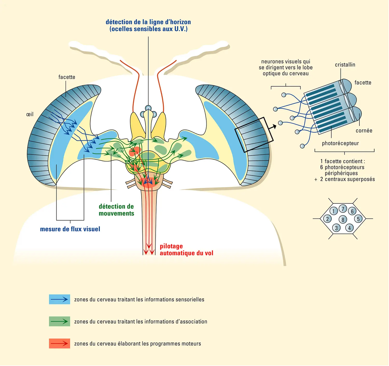 Vision : guidage visuel chez la mouche