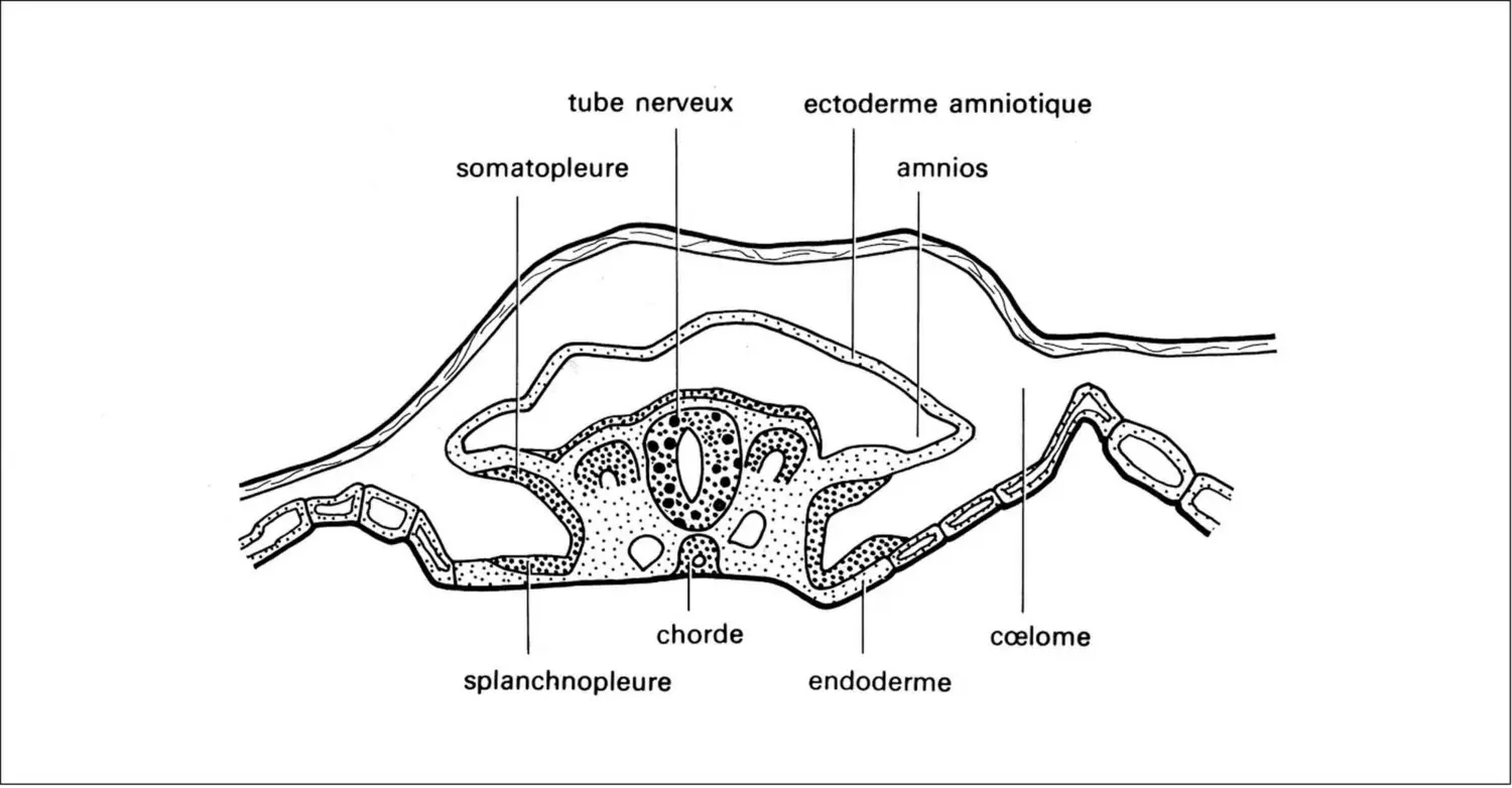 Embryon de taupe