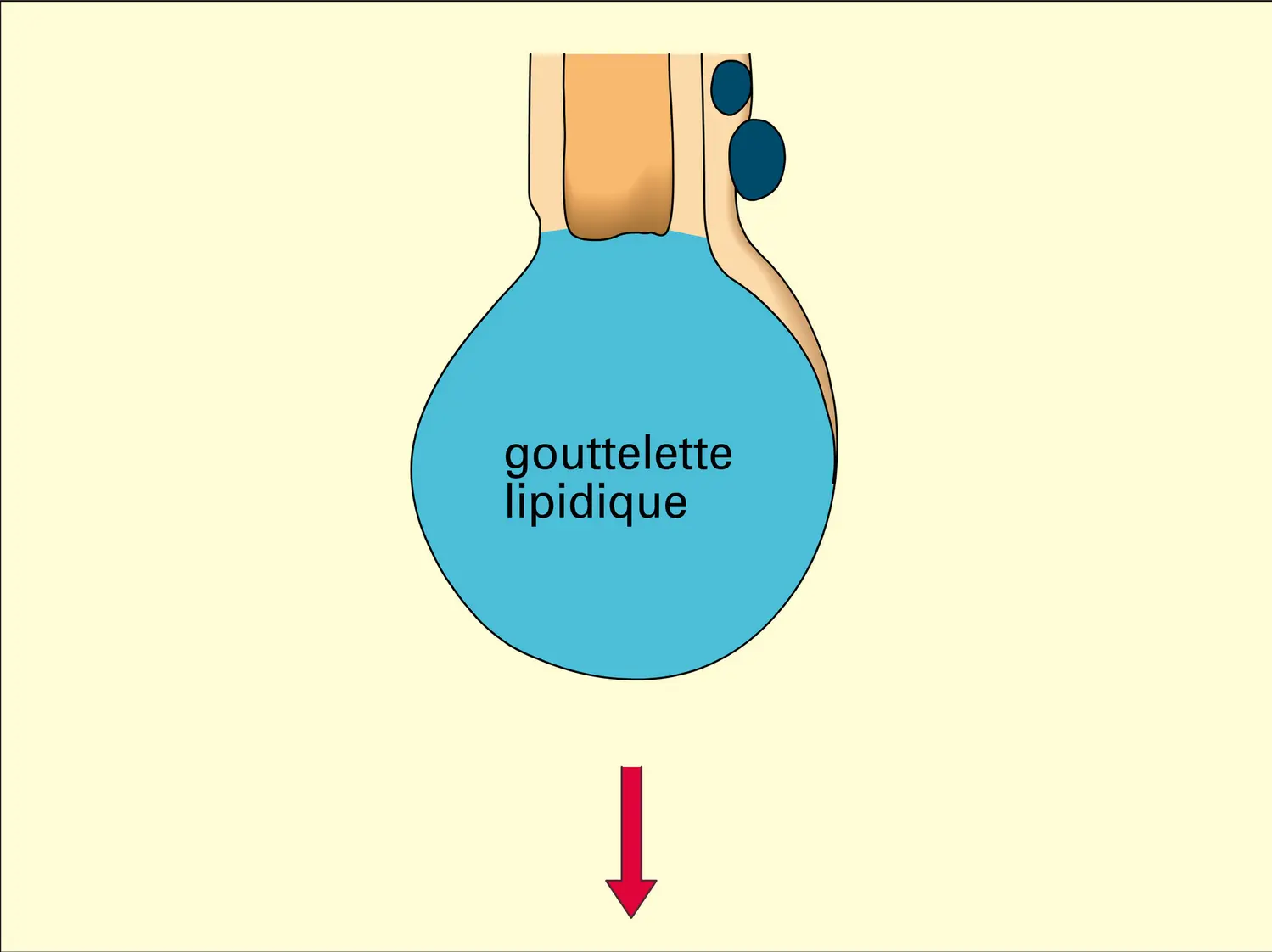 Gouttelettes lipidiques - vue 3