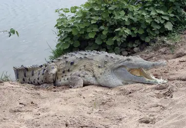 Crocodile de l'Orénoque - crédits :  Sylvain Cordier/ Gamma-Rapho/ Getty Images