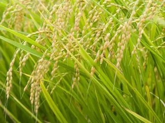 Épis de riz, Japon - crédits : 	Akira Kaede/ Getty Images