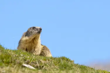 Marmotte des Alpes - crédits : A. Izzotti/ Shutterstock