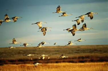 Grues - crédits : John Warden/ The Image Bank/ Getty Images