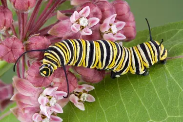 Chenille de papillon - crédits : Cathy Keifer/ Shutterstock