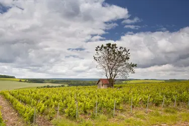 Vignobles de Champagne - crédits : Julian Elliott Photography/ Stone/ Getty Images