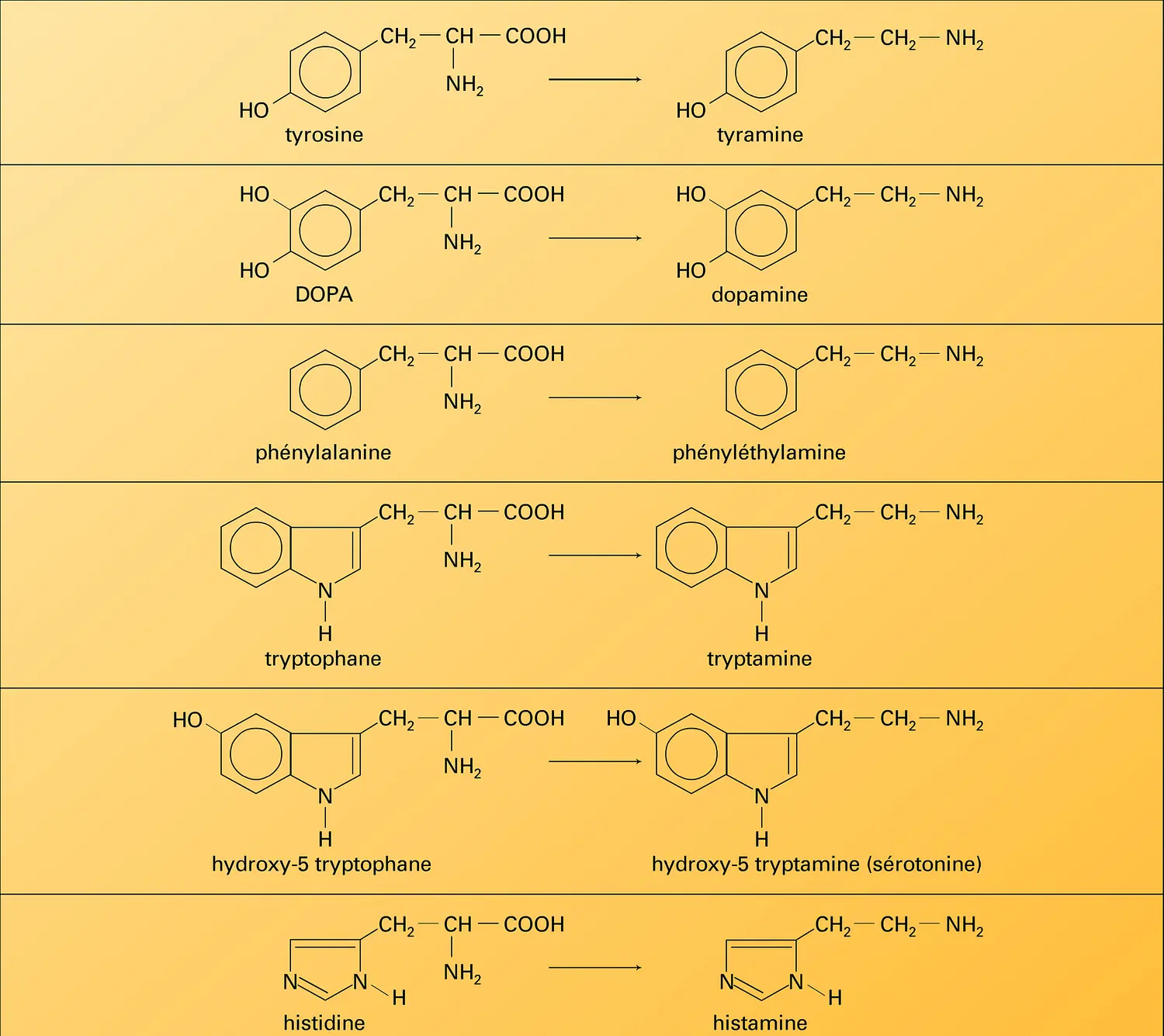 Décarboxylation des amino-acides aromatiques