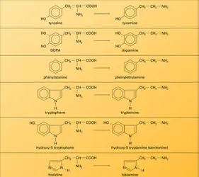Décarboxylation des amino-acides aromatiques - crédits : Encyclopædia Universalis France