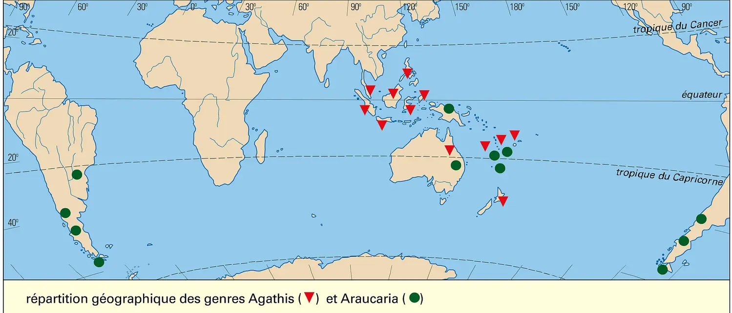 Agathis et Araucaria : répartition