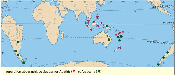 Agathis et Araucaria : répartition - crédits : Encyclopædia Universalis France