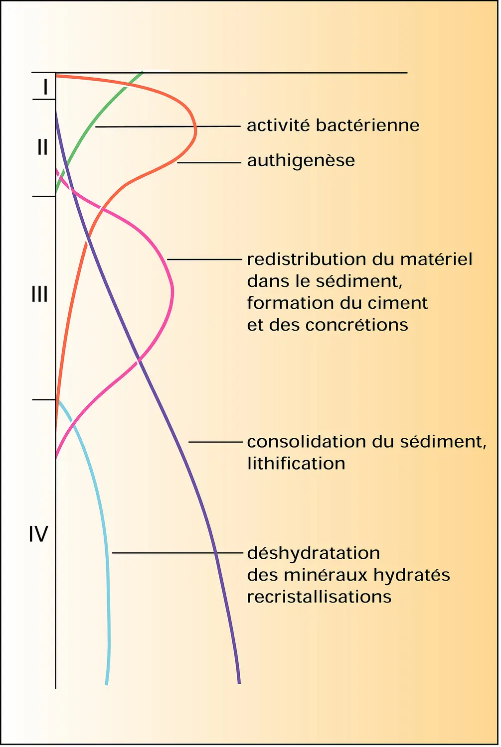 Étapes de la diagenèse