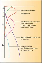 Étapes de la diagenèse - crédits : Encyclopædia Universalis France