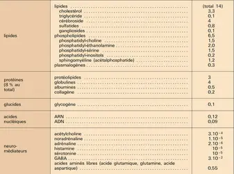 Système nerveux : composition chimique - crédits : Encyclopædia Universalis France