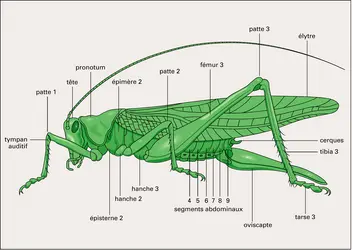 Tettigonia viridissima : vue latérale - crédits : Encyclopædia Universalis France