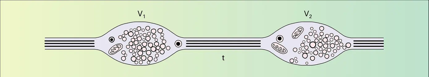 Fibre neurovégétative périphérique - crédits : Encyclopædia Universalis France