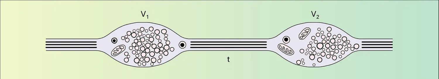 Fibre neurovégétative périphérique