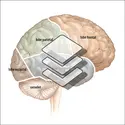 Anatomie cérébrale humaine - crédits : Encyclopædia Universalis France