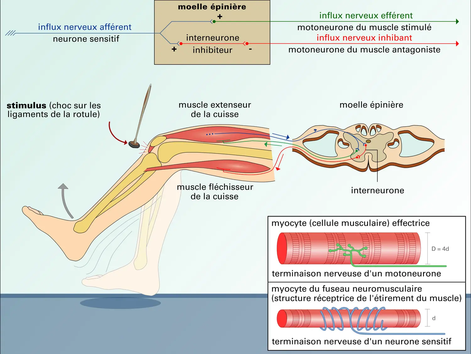 Réflexe myotatique