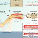 Réflexe myotatique - crédits : Encyclopædia Universalis France