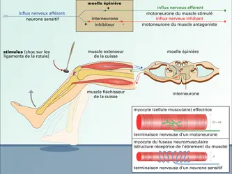 Réflexe myotatique - crédits : Encyclopædia Universalis France