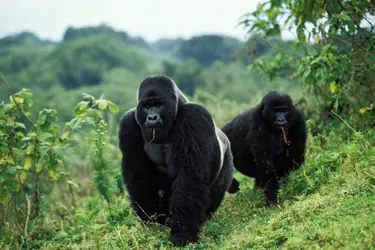 Gorilles dans le Parc national des Virunga, République démocratique du Congo - crédits : Konrad Wothe/ Getty Images