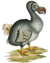 Généalogie du dodo - crédits : Illustration by Christian Friedrich Stölzel 