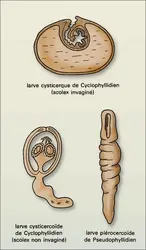 Cestodes : larves - crédits : Encyclopædia Universalis France